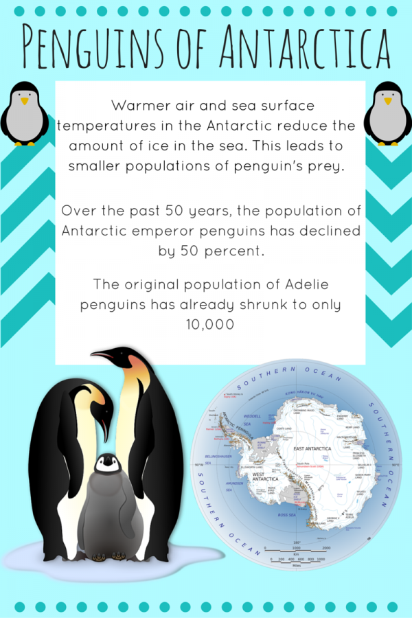 Penguins Facing Extinction