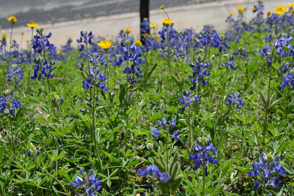 Bluebonnets can be seen around Austin highways, streets, and roads throughout the Spring season. Photo by Hannah Lu