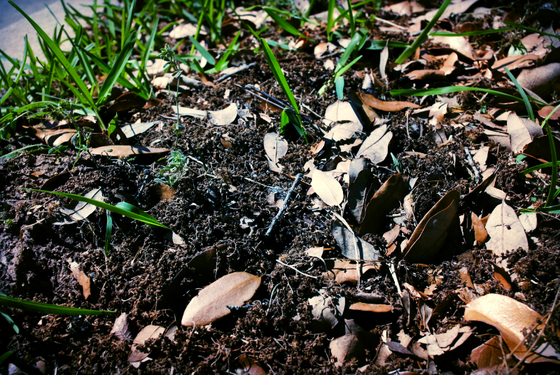 Brown pollen collects in large portions besides the sidewalk. Photo by Flora He