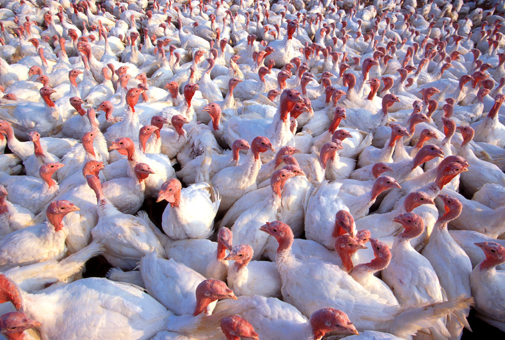 The turkey farm is very crowded. Image from Wikipedia.