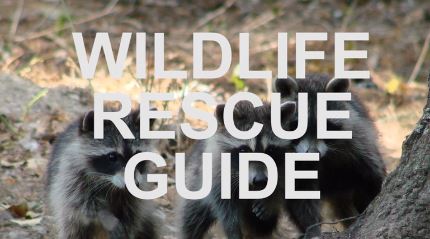 Wildlife Rescue Guide