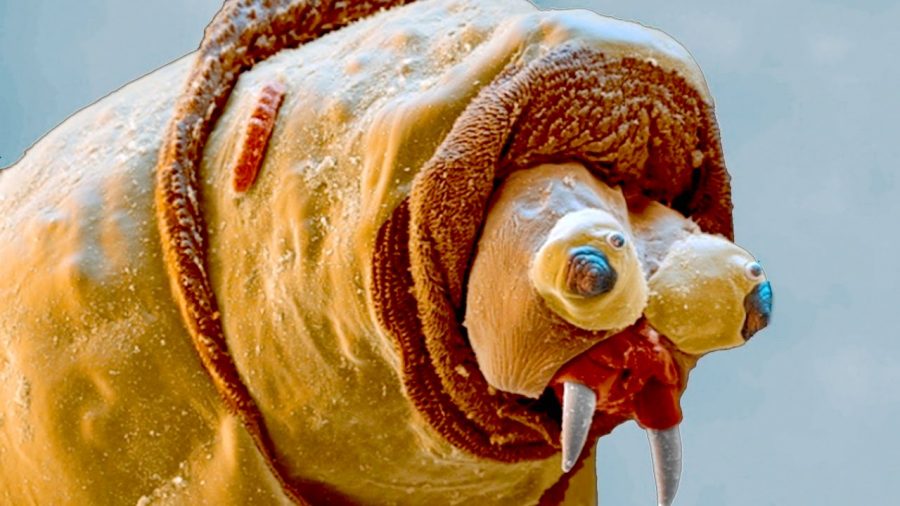13 Things That Look Insane Under a Microscope (Part One)
