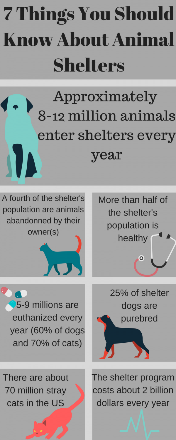 7 Things You Should Know About Animal Shelters – Canyon Echoes