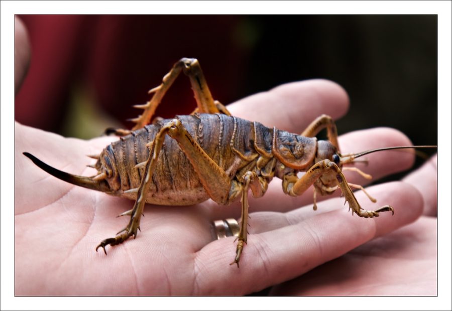 The picture you see here is a baby one Giant Weta. Wait whats a giant Weta? Its a giant herbivore that lives in New Zealand and is critically endangered. Their name comes from the Maori word Wetapunga which means God of Ugly Things. Anyways the big Wetas cant fly or Jump and are up to 4 inches long. They can weigh more than 70 grams or around 1/5 of a pound.