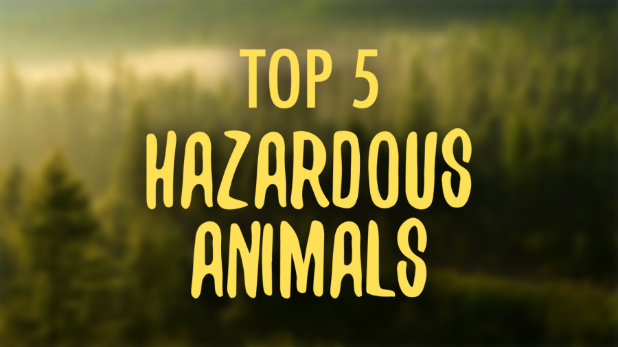 Top 5 Most Hazardous Animals