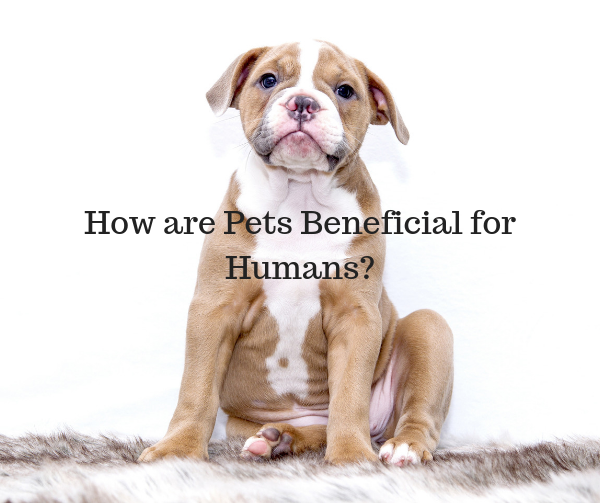 How are Pets Beneficial for Humans?