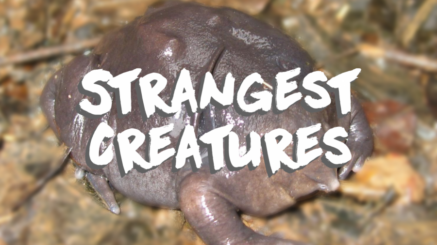 Ten Of The Worlds Most Strange Creatures