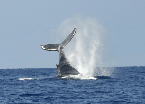 Beached Whales In New Zealand