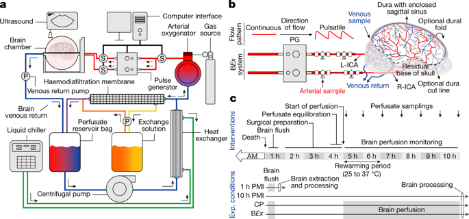 A+diagram+of+the+mechanism+used+to+restore+the+pig+brains.