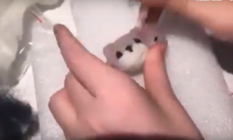 Intro to Needlefelting: Cat Head