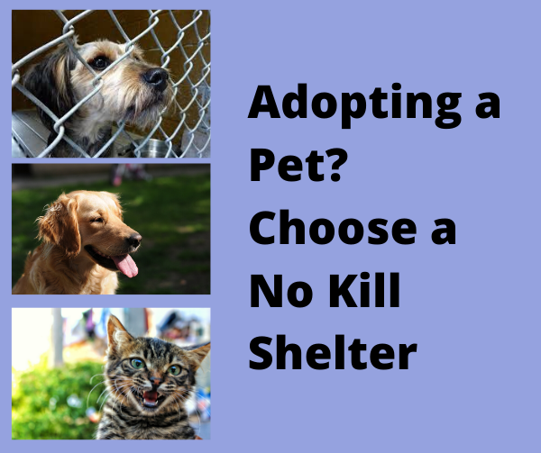 OPINION: Adopting a Pet? Choose a No Kill Shelter