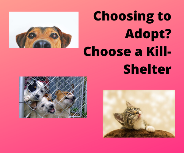 Kill Shelters Need Our Support