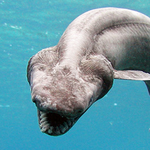 Top Ten Weirdest Ocean Animals