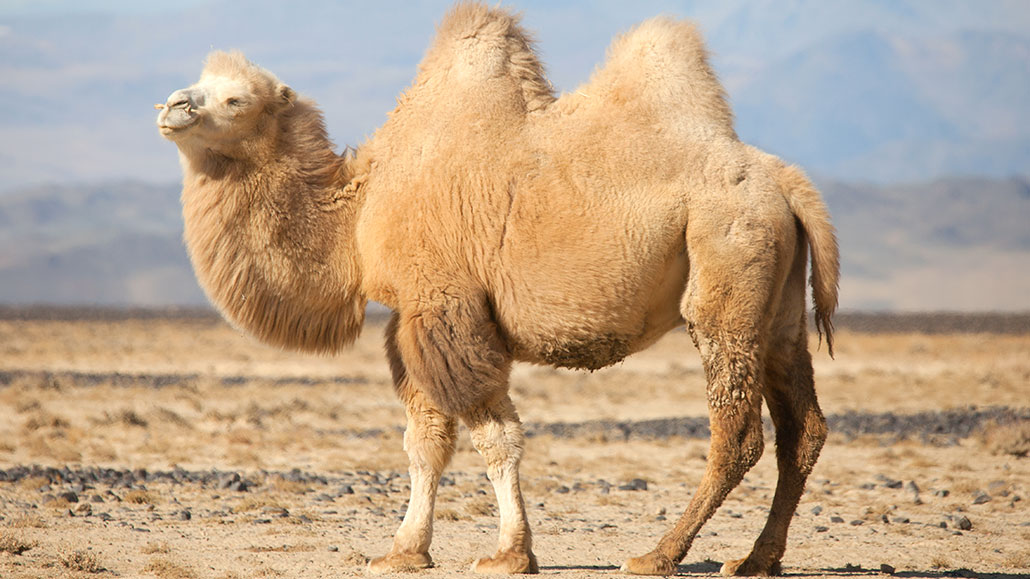 Where do Camels REALLY Come From? – Canyon Echoes