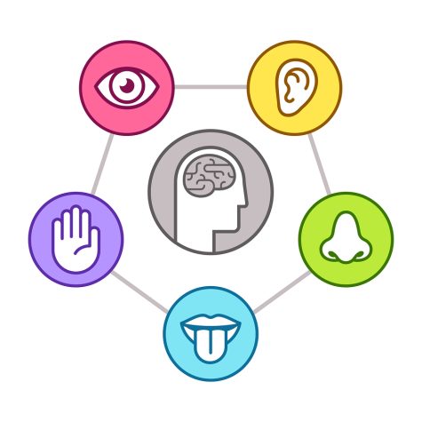 Human perception infographic scheme. Five senses (sight, smell, hearing, touch, taste) as represented by organs, surrounding brain. Line icon set, vector illustration.
