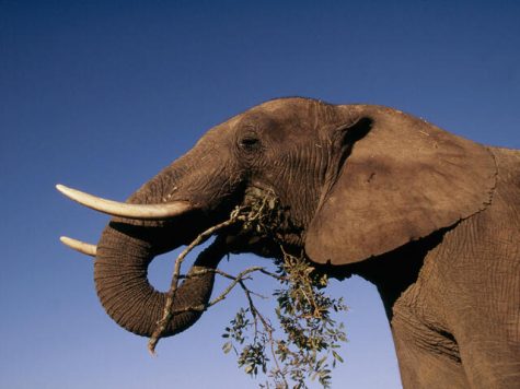 Loxodonta africana African elephant Feeding by browsing on bush Africa