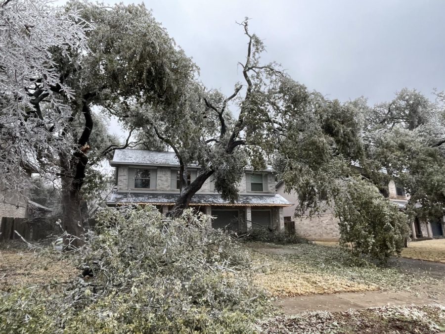 Tree and Ice Damage